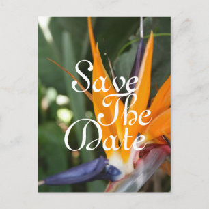 Tropical Save the Date Postcards