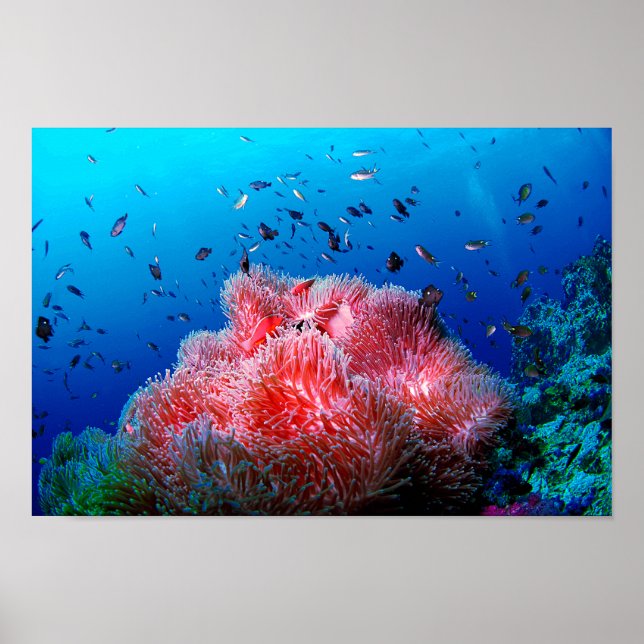 Tropical Sea Life Pink Glowing Anemone Coral Poster (Front)