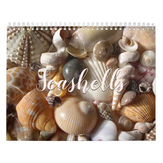 Shell Calendars Zazzle.co.uk