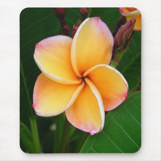 Tropical Senses Mouse Mat (Front)