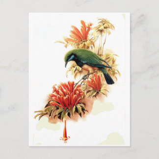 Tropical Splendour Postcard