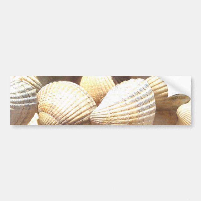 Tropical Sunny Exotic Sea Shells Bumper Sticker (Front)