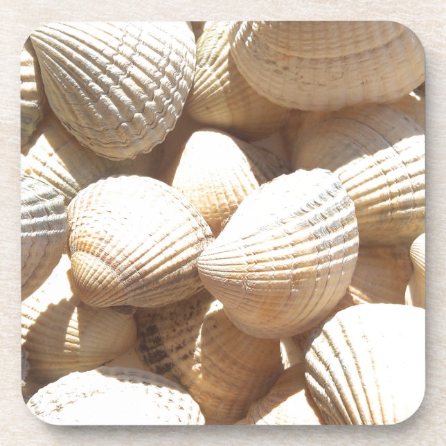 Tropical Sunny Exotic Sea Shells Coaster (Front)