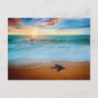 Tropical Sunset Sea Turtle Sandy Beach