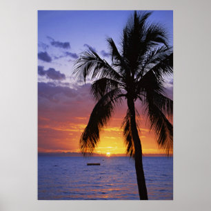 Tropical sunset with palm tree poster