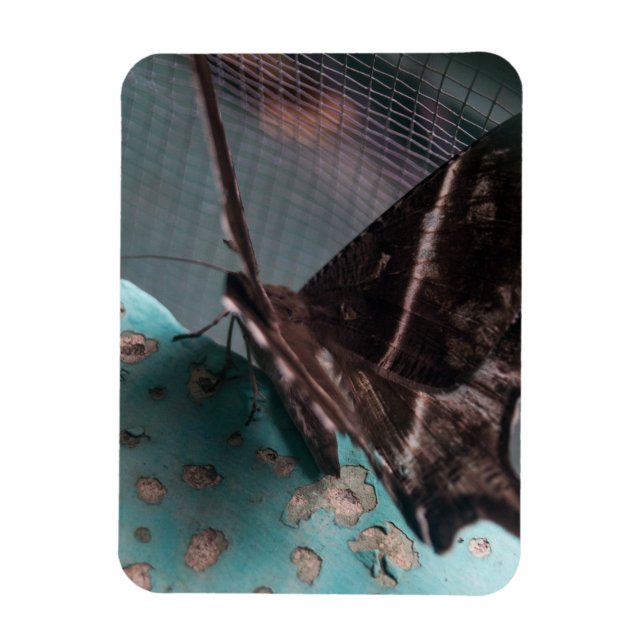 Tropical Swallowtail Moth Magnet (Vertical)