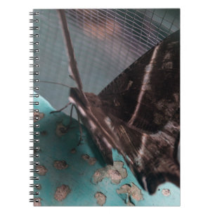 Tropical Swallowtail Moth Notebook