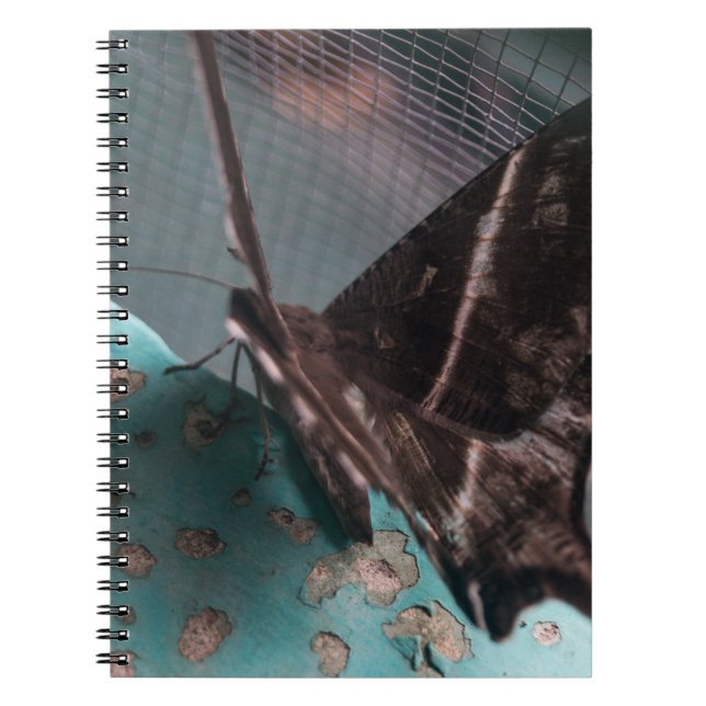 Tropical Swallowtail Moth Notebook (Front)