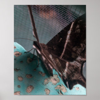 Tropical Swallowtail Moth Poster