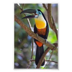 Tropical Toucan Design Photo Enlargement Print