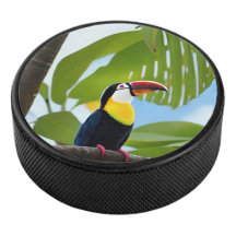 Tropical toucan in a tree