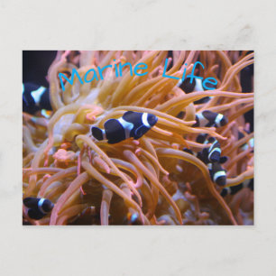 Tropical Undersea Clownfish Anemone Postcard