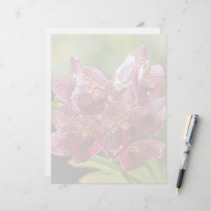 Tropical Vanda Orchid Cluster