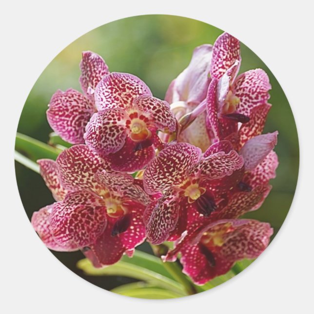 Tropical Vanda Orchid Cluster Classic Round Sticker (Front)