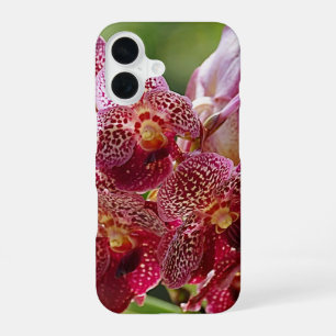 Tropical Vanda Orchid Cluster iPhone 16 Case