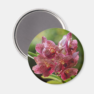 Tropical Vanda Orchid Cluster Magnet