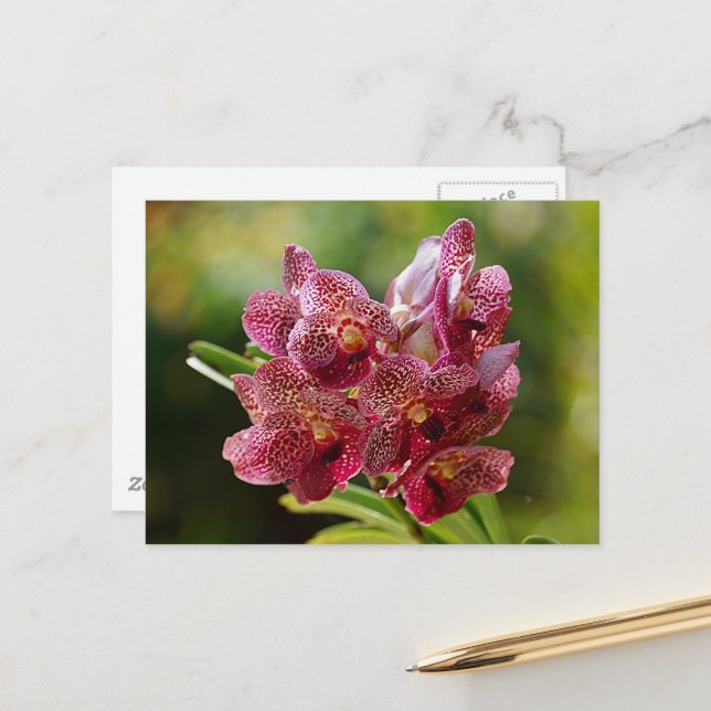 Tropical Vanda Orchid Cluster Postcard (Front/Back In Situ)