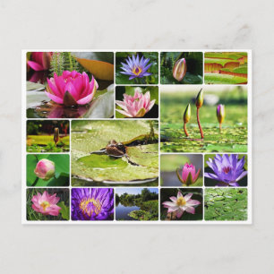Tropical water lilies photo collage nature bloom postcard