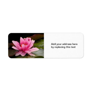 Tropical Waterlily Floral Botanical Design