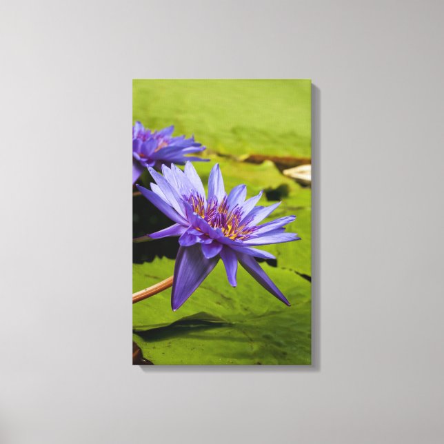 Tropical Waterlily Floral Botanical Design Canvas Print (Front)