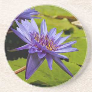 Tropical Waterlily Floral Botanical Design Coaster