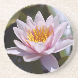 Tropical Waterlily Floral Botanical Design Coaster