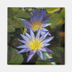 Tropical Waterlily Floral Botanical Design Magnet