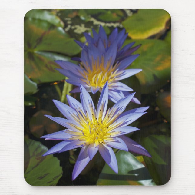 Tropical Waterlily Floral Botanical Design Mouse Mat (Front)