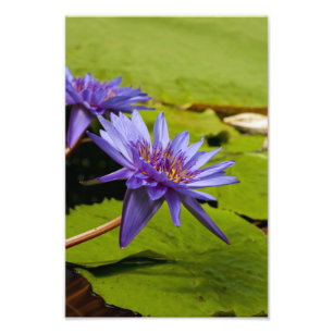Tropical Waterlily Floral Botanical Design Photo Print