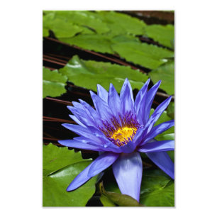 Tropical Waterlily Floral Botanical Design Photo Print
