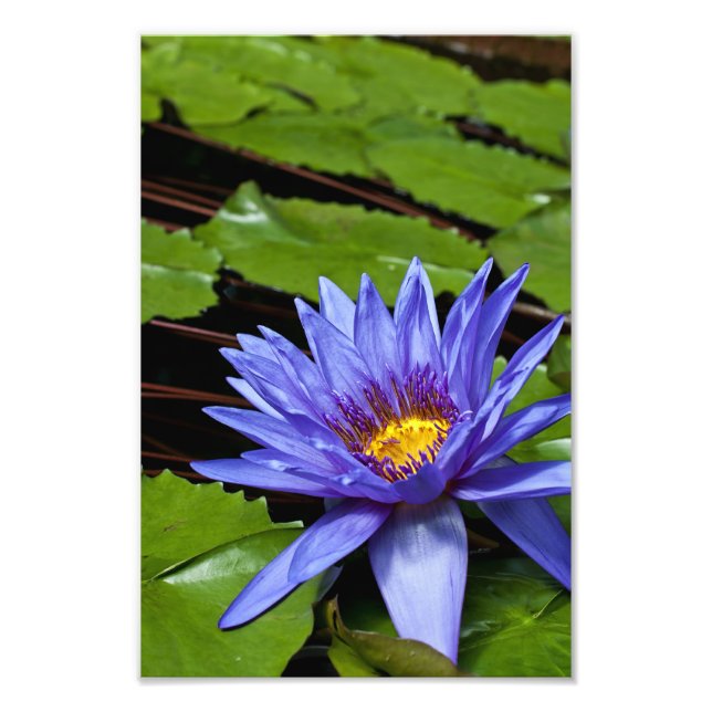 Tropical Waterlily Floral Botanical Design Photo Print (Front)
