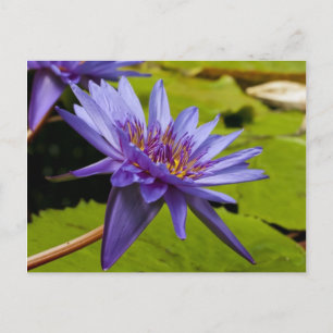Tropical Waterlily Floral Botanical Design Postcard