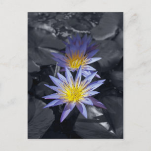 Tropical Waterlily Floral Botanical Design Postcard