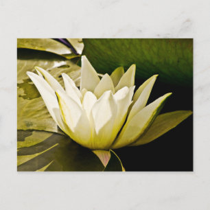 Tropical Waterlily Floral Botanical Design Postcard