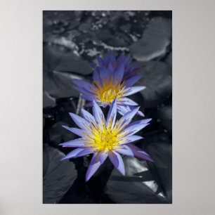 Tropical Waterlily Floral Botanical Design Poster
