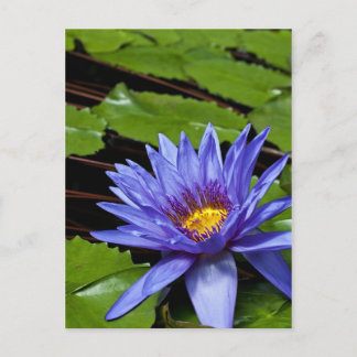 Tropical Waterlily Postcard