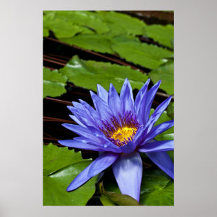 Tropical Waterlily Poster