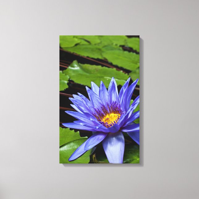 Tropical Waterlily Wrapped Canvas (Front)
