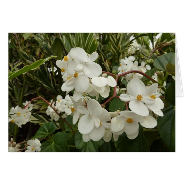 Tropical White Begonia Floral (Front Horizontal)