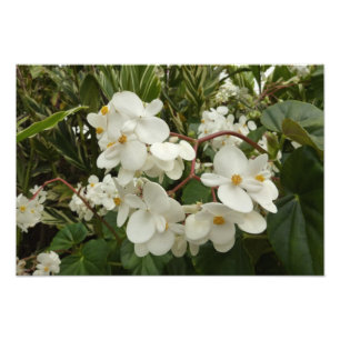 Tropical White Begonia Floral Photo Print