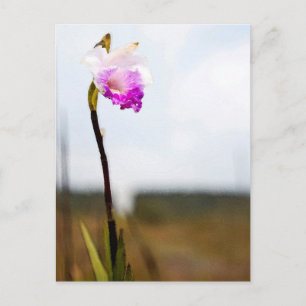 Tropical Wild Orchid Print Hawaii Postcard