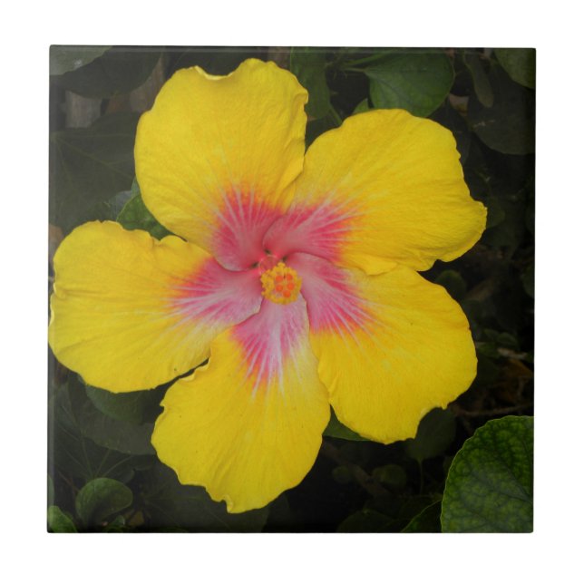 Tropical Yellow Hibiscus Floral Tile Hawaii (Front)