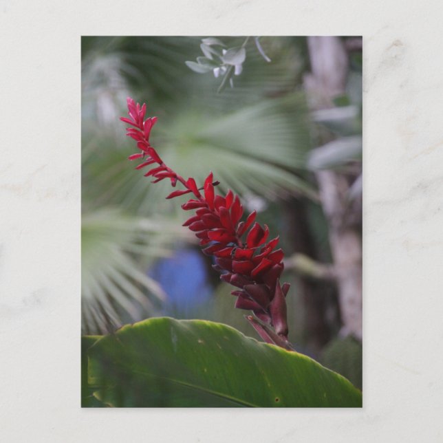 Tropics Postcard (Front)