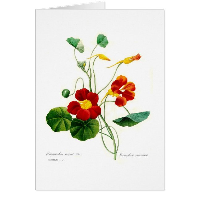 Tropoeolum majus(nasturtium) (Front)