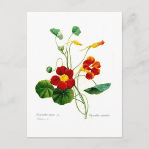 Tropoeolum majus(nasturtium) postcard