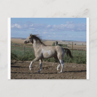 trot postcard