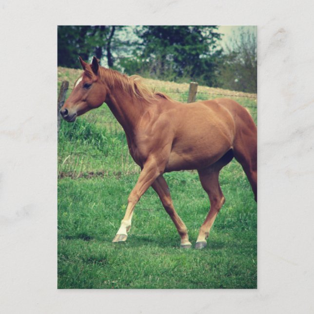 Trot, Scotch Postcard (Front)