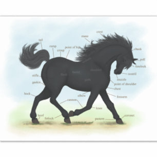 Trotting Black Horse Equine Anatomy Chart