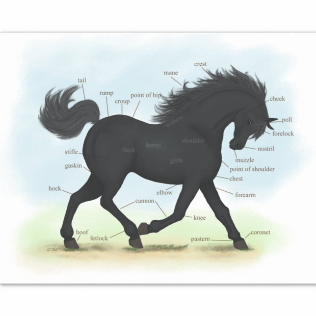 Trotting Black Horse Equine Anatomy Chart (Front)