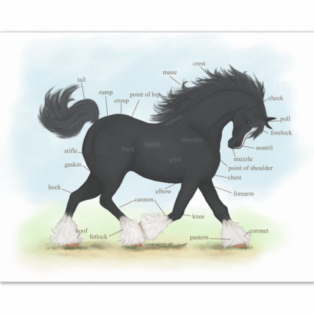 Trotting Black Shire Horse Equine Anatomy Chart (Front)